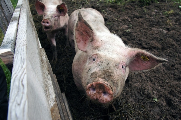 the-second-largest-pig-farm-from-europe-hit-by-swine-flu-euromeatnews