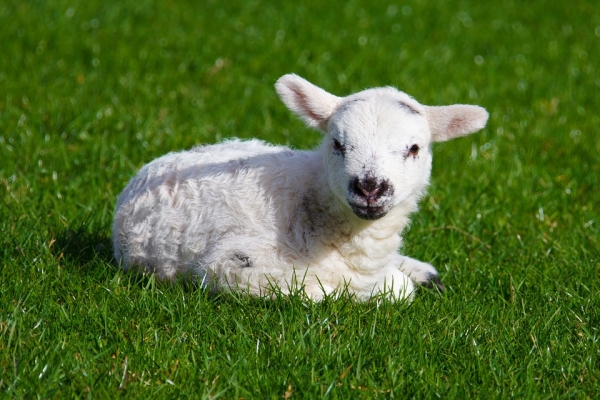 australia-changes-the-definition-of-lamb-for-export-euromeatnews