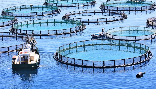 Singapore is ready to increase investments in aquaculture ...