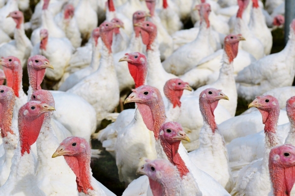 Hendrix Genetics opens a turkey hatchery in Nebraska