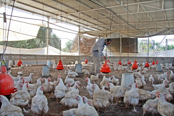 Belarus looks to Hungary for help with poultry breeding - Euromeatnews.com