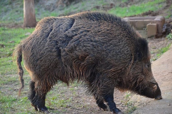 Germany confirms the first case of ASF in wild boars - Euromeatnews.com