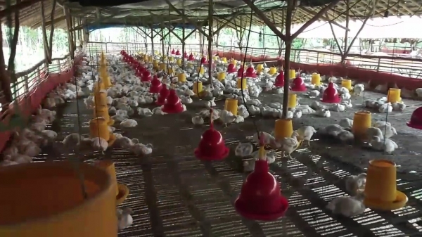 Brazil Wins WTO Dispute With Indonesia On Poultry Exports ...