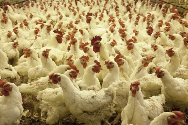 top-15-poultry-producing-countries-in-the-world-youtube