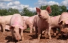 Pig prices advance in Spain and Belgium