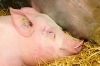 UK: Producers urged to consider biosecurity checklist as ASF risk grows