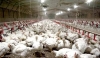 USDA confirms highly pathogenic avian influenza in Tennessee