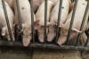 Chinese pig prices strengthen