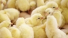 Revenue from poultry genetics exports grows in August