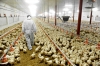 USDA’s annual report on China’s poultry industry