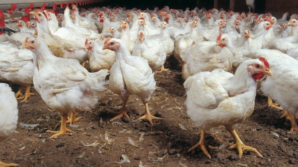 Brazil: Chicken Meat Export Revenue Grows 13.6 Percent In September ...