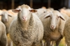 Two-thirds of Australian sheep meat producers are positive about the industry