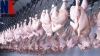 Russia increased poultry meat exports in January-August 2022