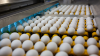 Brazil: Egg exports remain high at 173.7 percent in 2023