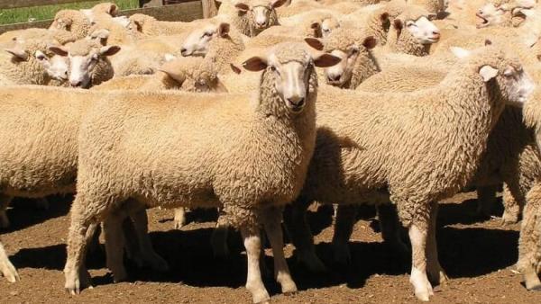 Australia: Historic price gap emerges as mutton prices decrease ...