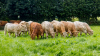 Structural declines give way to lower production for EU beef