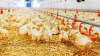 Romania produced 5.5 percent more poultry in 2023
