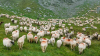 EU sheep meat production totalled 398,000 tonnes in 2023