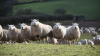 UK: Concerning trend underlines prime lamb number fall