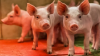 EU Commission expects stabilization of European pork production