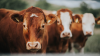 USDA: EU cattle slaughter increases in 2024