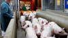 Supplements must ensure Danish Crown more pigs