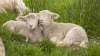 New season lamb supply surges amidst producer caution