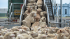 Uruguay opens a new market for sheep exports