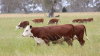 Cattle supply strong, but herd is easing