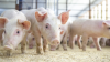 Rabobank global pork market in Q2 2026