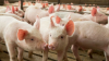 UK: NPA calls on supply chain to back under-pressure independent pig farmers