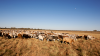 Majority of Australian cattle producers optimistic despite mixed conditions