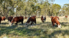 Australia: Most cattle producers optimistic about the next year