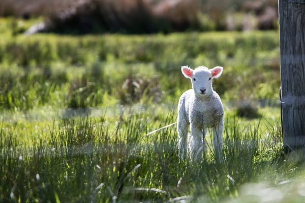 australia-to-implement-new-definition-for-lamb-by-2019-euromeatnews